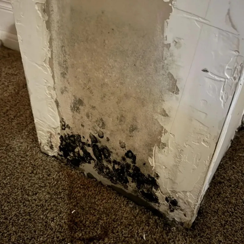 Professional Mold Removal in Calexico, CA